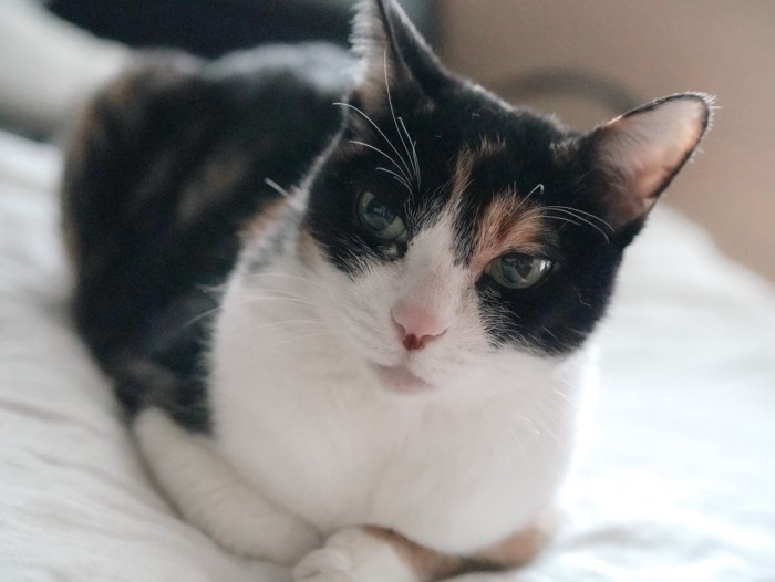 カメラ目線の猫