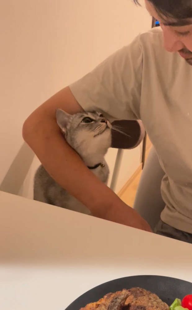 腕の中に顔を割り込ませる猫