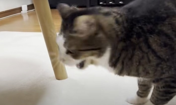口を少し開ける猫