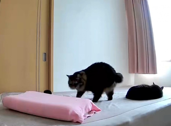 枕へ向かうトラ猫