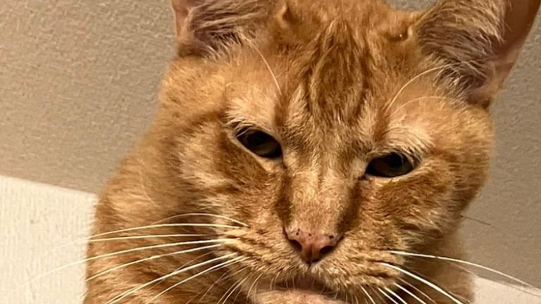 しゃくれている猫