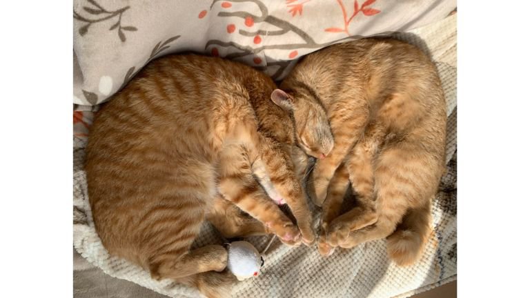 寝ている猫たち