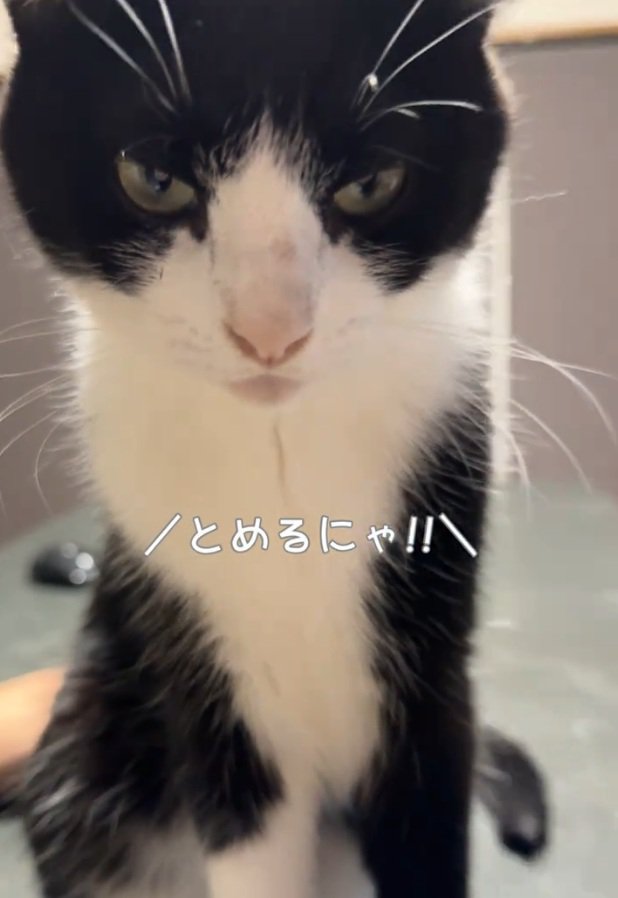 カメラ目線の猫
