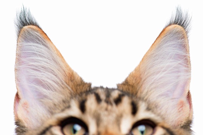 猫の耳