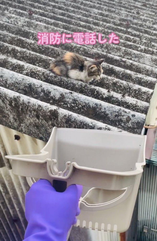 屋根の上で助けを求める子猫と救出のためにちりとりを構えるママ
