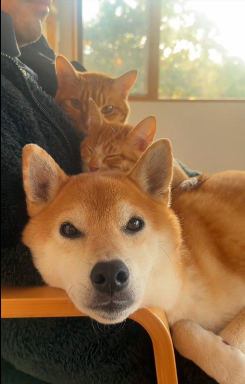 犬の上に乗っている猫