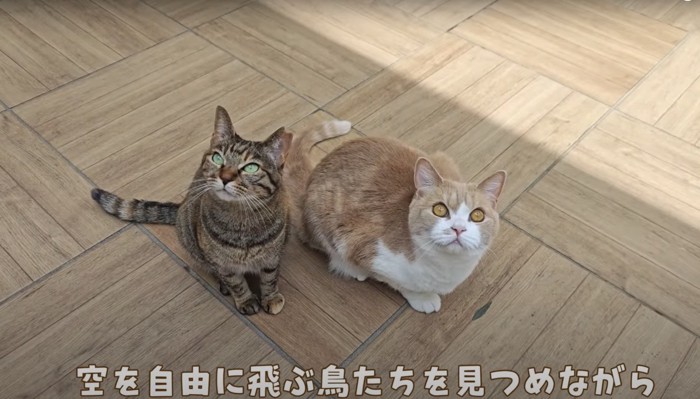 空を見る2匹の猫