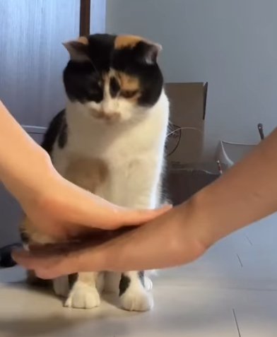 二人の手を右斜め下を見る猫