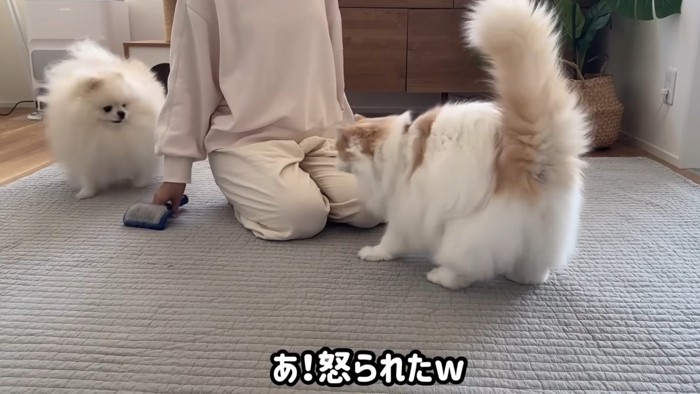 「あ!怒られたw」