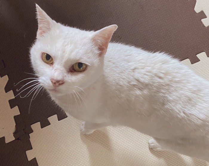 横向きで見つめる猫