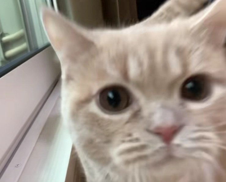 近づいてくるむぎちゃん