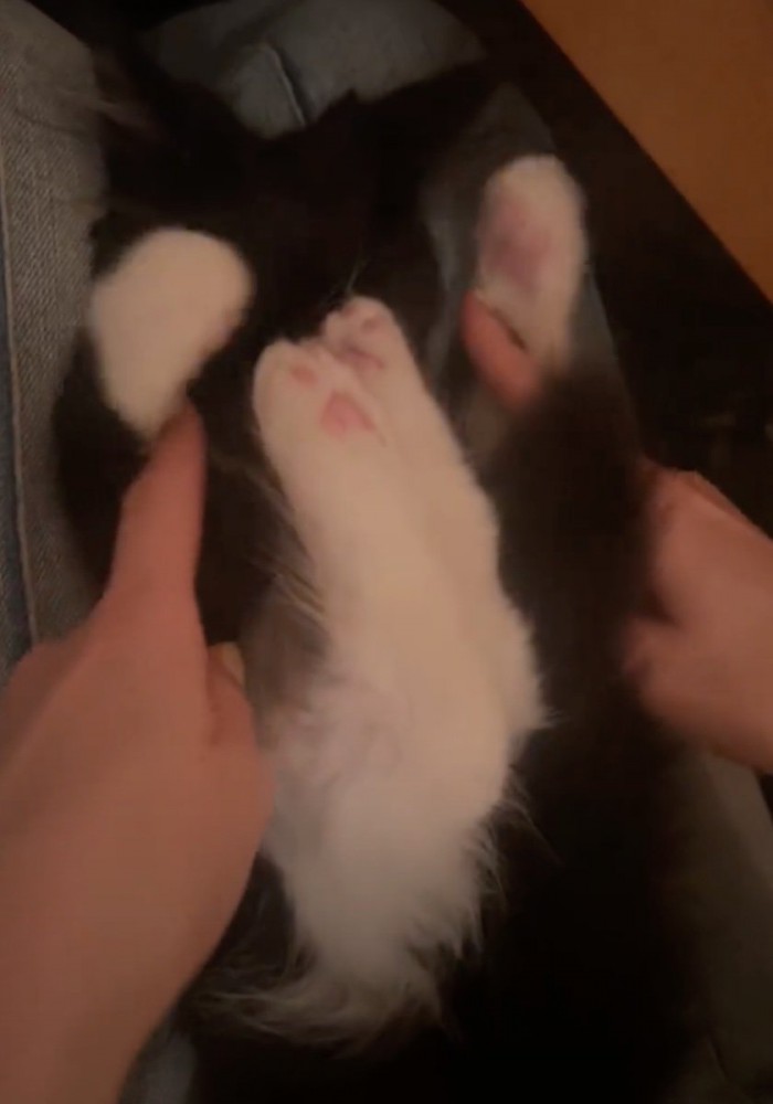 後ろ足を使って顔を隠す