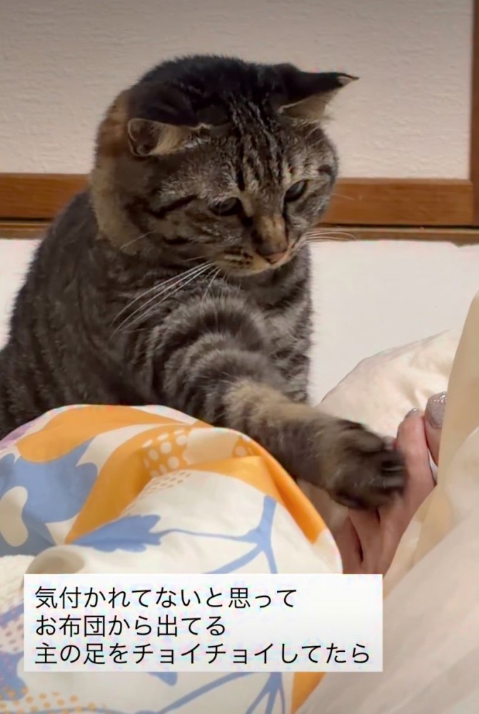 足先に触れる猫