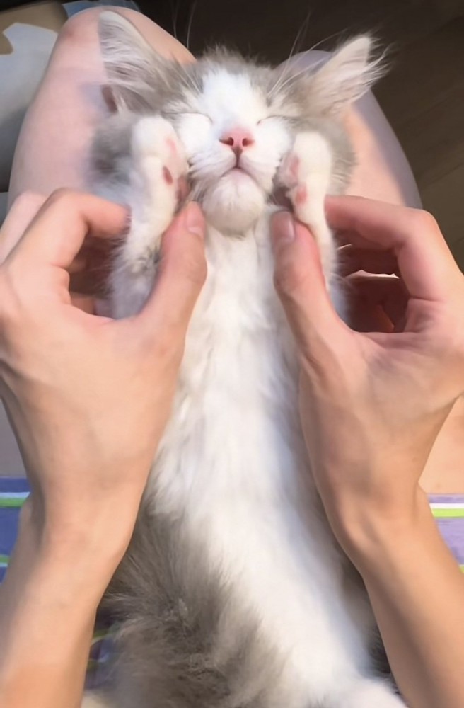 飼い主さんの足の上で仰向けに寝るミヌエット