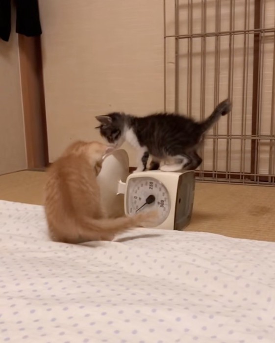 揺れるはかりの上に乗る子猫