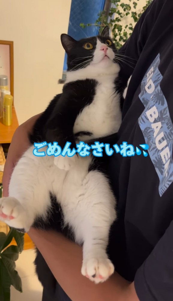 男性に抱っこされる猫「ごめんなさいね」の文字