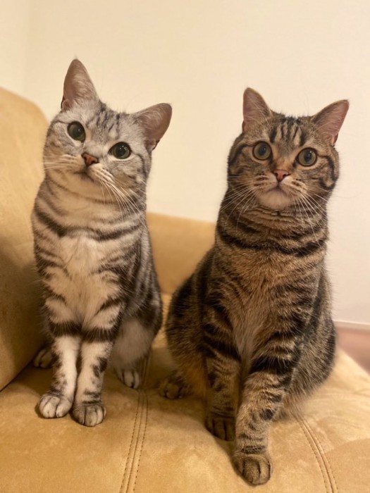 並んで座る2匹の猫