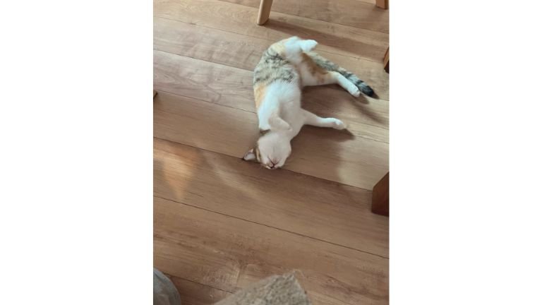 床に寝転がる猫