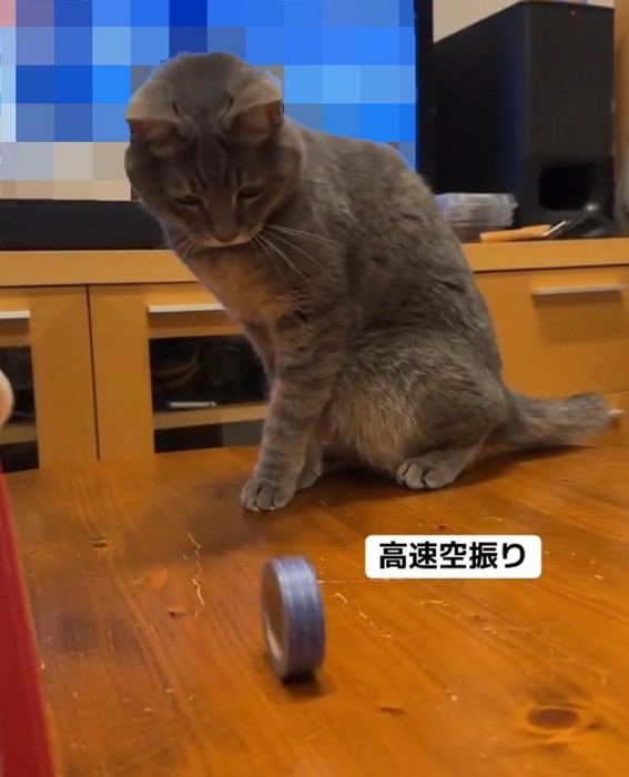 テープを見る猫