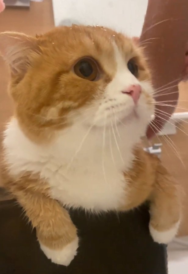 飼い主さんを見つめるエトくん