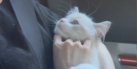 飼い主の顔を見つめる子猫の顔アップ