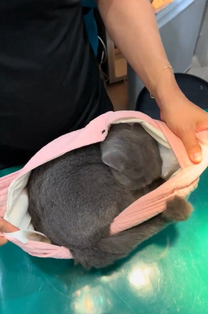 バッグの中に入る猫