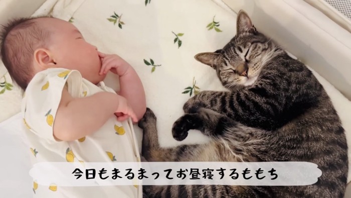 ベビーベッドで寝る赤ちゃんとキジトラ猫
