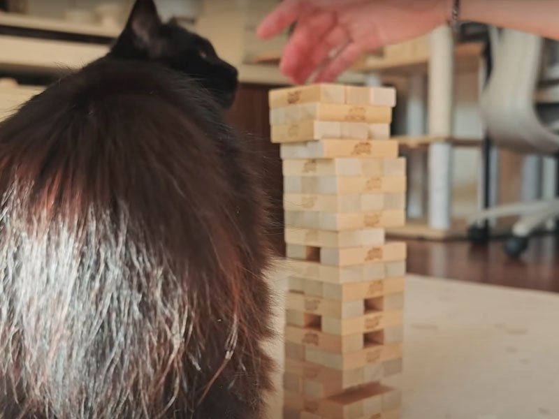 ブロックを噛む猫