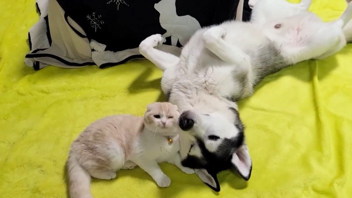 顔をスリッ