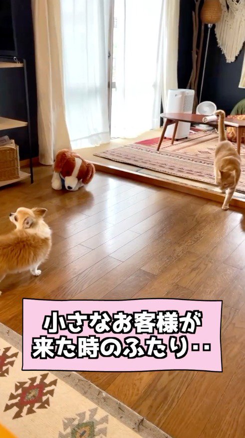 リビングに立つ小型犬