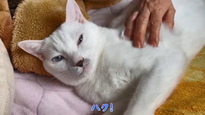 次男に呼ばれる猫