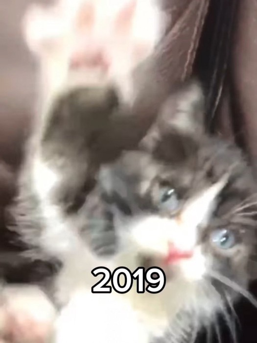 猫パンチする子猫