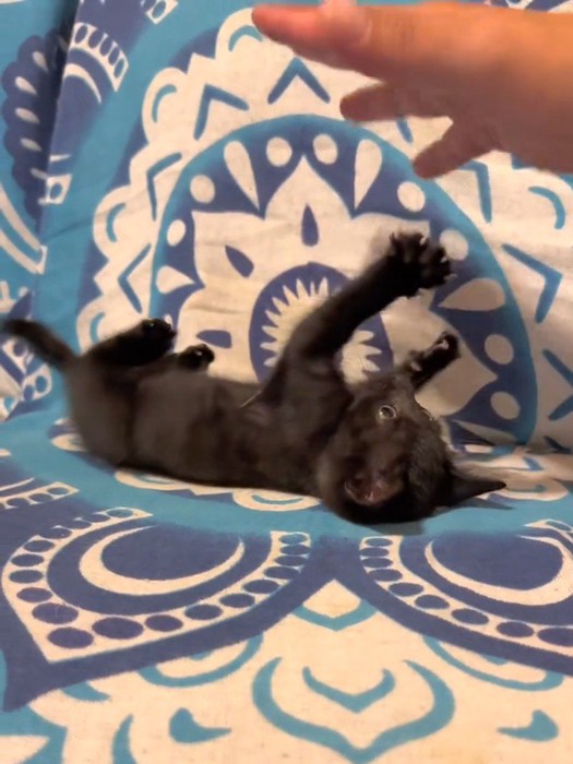 仰向けで遊ぶ子猫