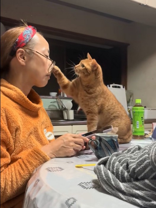 メガネをイタズラする猫