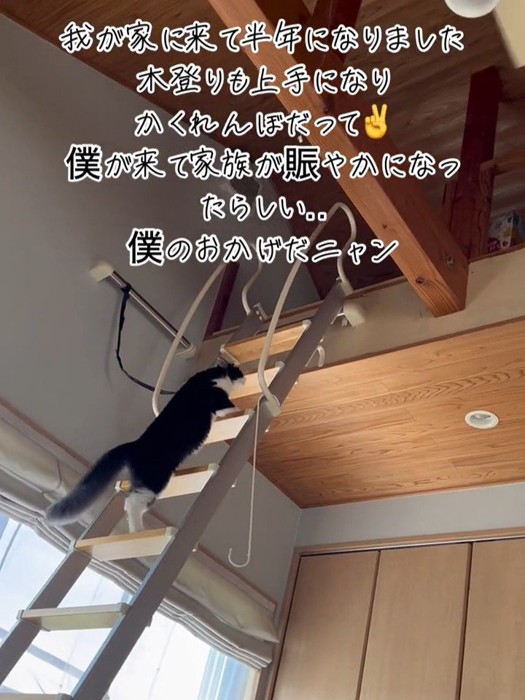 はしごを登る猫
