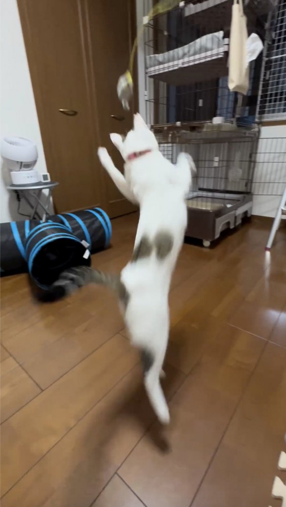 おもちゃに向かってジャンプする猫