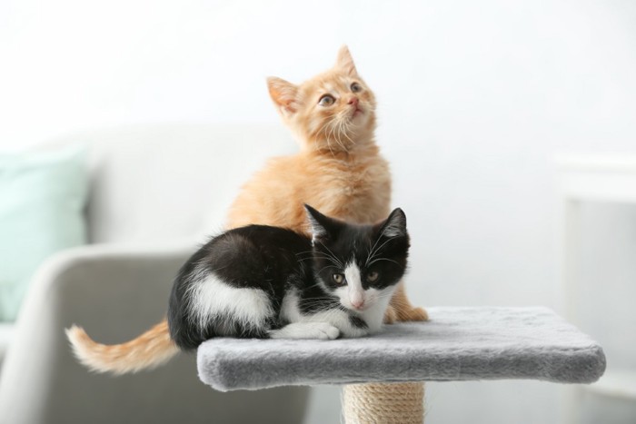 キャットタワーにいる2匹の子猫