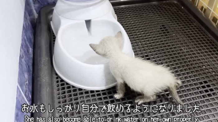 水を飲むブランカちゃん