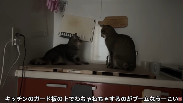 テロップ「キッチンの～」