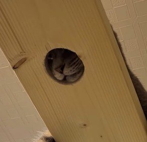 キャットウォークの穴に顔をはめる猫