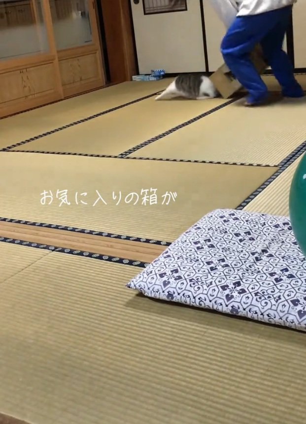 箱から出される猫