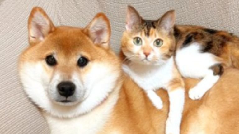 ソファにいる猫と犬