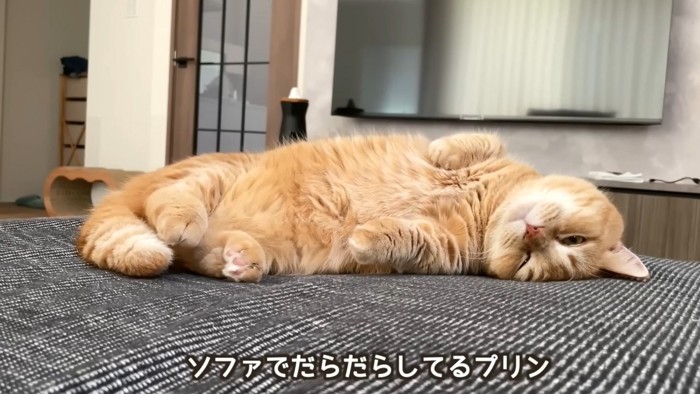 「ソファでだらだらしてるプリン」