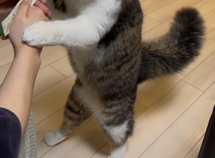 ほたてくんのムキムキなしっぽ