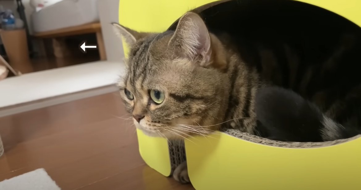 爪とぎの中に入る猫、奥にベッドの下にいる猫