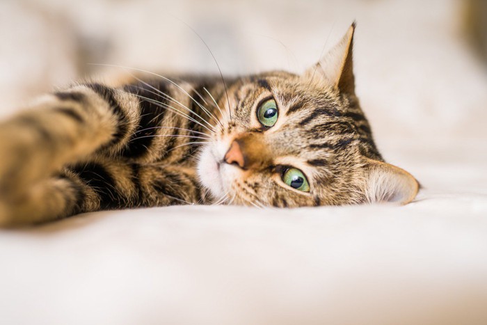 ベッドの上でくつろぐ猫
