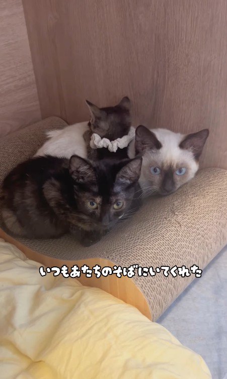 くっついている3匹の猫