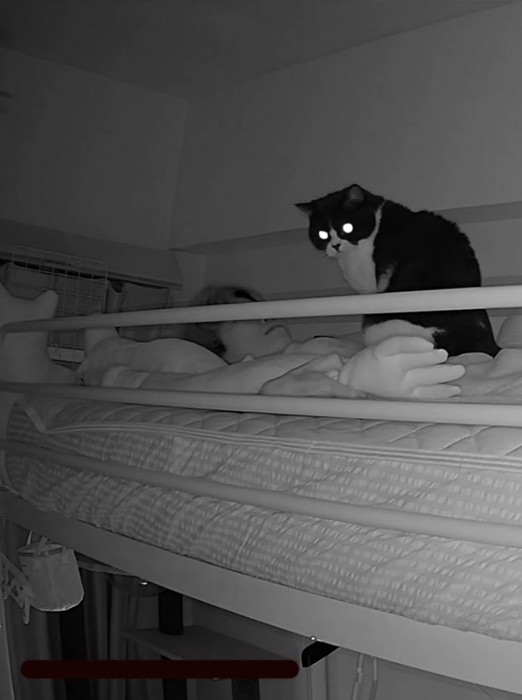 飼い主の上に乗る猫2