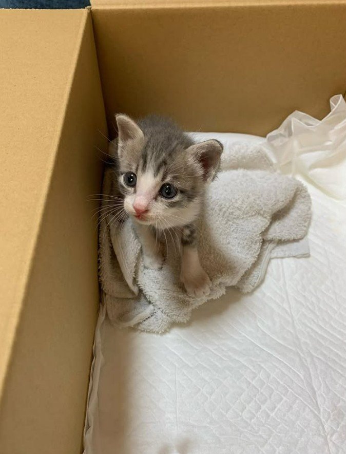 段ボールの中にいる子猫