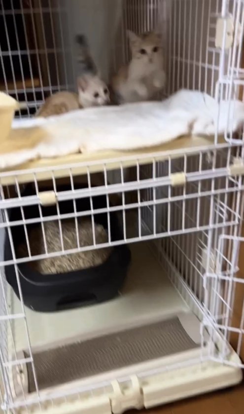 ケージの2階部分に向かってジャンプしている2匹の猫